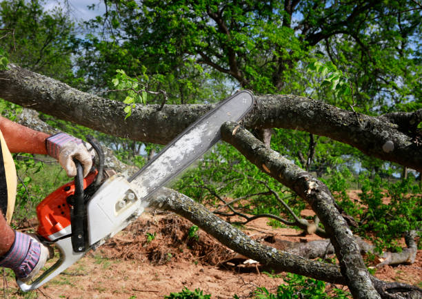 Professional  Tree Services in Westphalia, MD